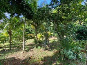 a garden with palm trees and plants in a park at La Suite Odile Piscine in Le Lamentin