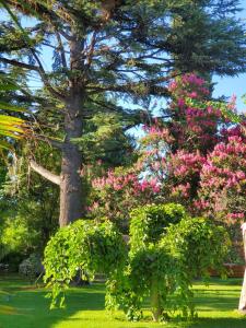 un grand arbre avec des fleurs roses dans un parc dans l'établissement Quinta Ugarte, à Luján de Cuyo