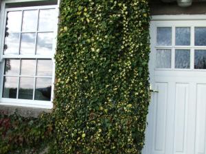 a ivy covered building with a door and a window at Ivy House Holiday Home in Valentia Island