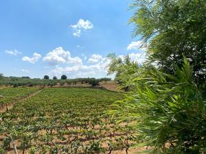 A garden outside TENUTA MONTANARO