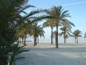 rząd palm na piaszczystej plaży w obiekcie BLUESEA Mediodia w El Arenal
