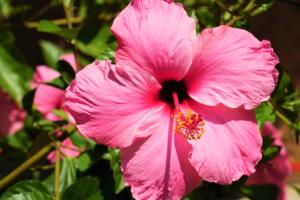 a pink flower in front of some pink flowers at Agroturismo Finca Sa Tanca in Cala d´Or