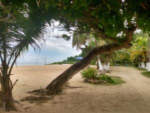 un árbol en una playa de arena con pista de voleibol en Hostal Santa Clara, en San Antero