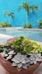 a plant in a pot next to a swimming pool at JasmiManga Pousada in Caruaru +30 photos