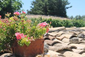 A garden outside Holiday villa Gelso - Ragusa