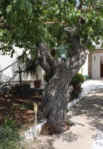 a large trunk of a tree in a yard at Apartments Tonci - 30 m from beach in Kali