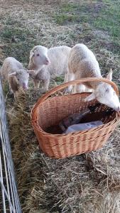 three lambs standing next to a basket of hay at New Horizons Farm Stay in Smeaton