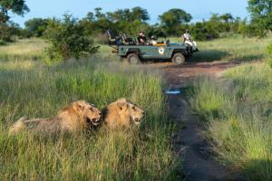 Dois leões sentados na relva alta com um jipe. em Kambaku Safari Lodge em Timbavati Game Reserve
