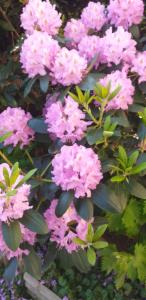a bunch of pink flowers on a bush at Residence Lilac in Brussels +3 photos