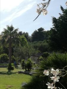 un parc avec un palmier et des fleurs blanches dans l'établissement Villaggio Sant'Andrea, à Vieste