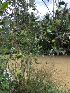 um corpo de água com árvores e uma praia em Bầu Bí Mini Farmstay Mekong - Tiền Giang em Mỹ Tho