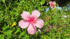 a pink flower on a tree with green leaves at Windtown Beach Hotel in Cumbuco