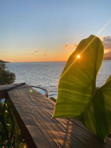 uma grande folha verde sentada numa mesa perto do oceano em Magnífica Costeira em Ilhabela