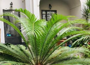 une grande plante verte devant un bâtiment dans l'établissement B&B Fiumara, à Naples