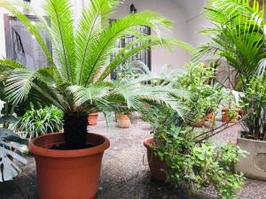 un groupe de plantes en pots dans une pièce dans l'établissement B&B Fiumara, à Naples