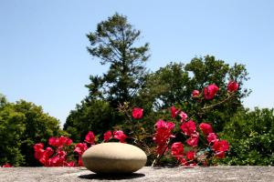Um jardim em Quinta de Valverde