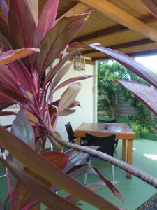 una planta grande frente a una mesa de madera en Gites Rose des Vents en Deshaies