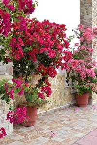 a group of flowers in pots on a wall at Relax pozar in Kato Loutraki
