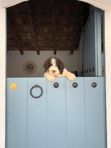 博爾諾斯的住宿－La Puerta Azul，一只狗躺在一些橱柜上
