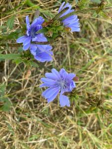 ミコワイキにあるHaus Masurの草の青い花の群れ