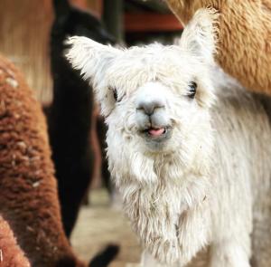 Gallery image of Alpaca Inn in Montagu