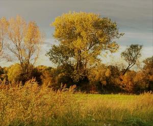 a field of tall grass with trees in the background at Auszeit am Haffufer in Wilhelmshof