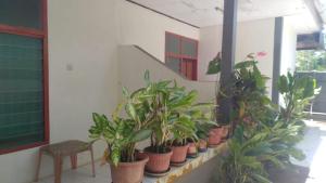 a row of potted plants sitting on a wall at Villa Yasmin Malino in Malino