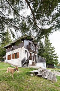 a dog walking in front of a house at Chalet Mirastelle in Pretoro