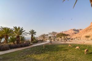 a group of animals grazing in the grass in a field at SPNI Ein Gedi Field School in Ein Gedi