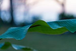 a close up of a green paper airplane at Gardenvilla Shirahama in Shimoda