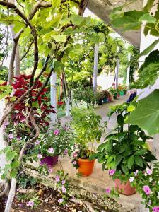 a garden with many pots of flowers and plants at Hillside Apartments in Borsh