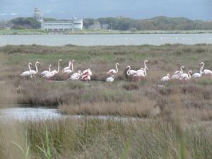 um bando de flamingos cor-de-rosa a caminhar na relva em MEMO'S Affittacamere em Arborea