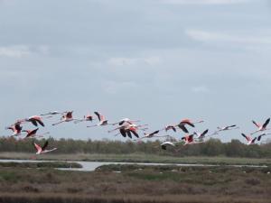 un troupeau d’oiseaux survolant une masse d’eau dans l'établissement MEMO'S Affittacamere, à Arborea