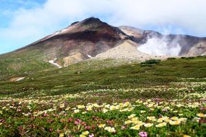 una montaña con un campo de flores delante de ella en La Vista Daisetsuzan en Higashikawa