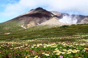 a mountain with a field of flowers in front of it at La Vista Daisetsuzan in Higashikawa