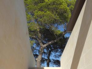 una vista de un árbol desde el interior de un edificio en Al Cappuccino Vecchio, en Matera