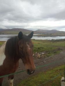 a horse standing in a field next to a body of water at Treaslane Stable Rooms in Skeabost