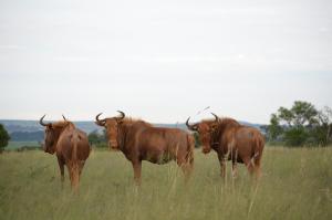a herd of cattle standing on top of a lush green field at Tava Lingwe Game Lodge & Wedding Venue in Parys