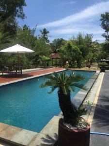 een palmboom naast een zwembad bij Red island villas in Banyuwangi