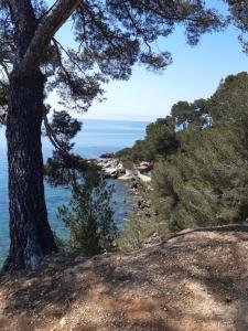 a tree on a hill next to the ocean at Chez Pierrot in Bandol +6 photos