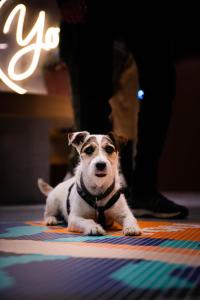 a small dog sitting on the floor next to a person at You Hotels Deauville - Handwritten Collection in Deauville