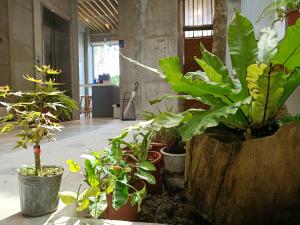 una habitación llena de muchas plantas en ollas en 墾丁 住在Zhuzai en Checheng