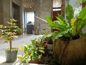 een kamer gevuld met veel planten in potten bij 墾丁 住在Zhuzai in Checheng