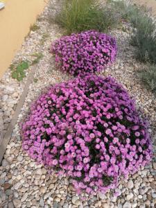 Giardino di Apartman Miky