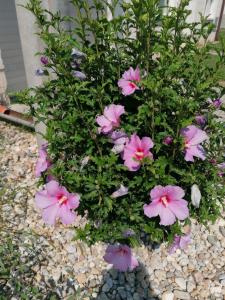 Giardino di Apartman Miky
