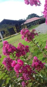 a bunch of pink flowers in a yard at Casa de campo Recanto das Borboletas in Bom Retiro