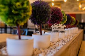 a display of plants in white pots on a counter at Milmari MINART S40 in Kopaonik +57 photos