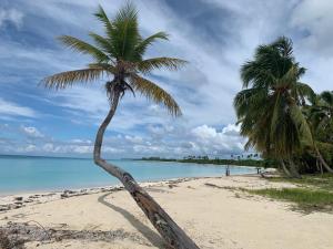 two palm trees on a beach with the ocean at Casa Rural El Paraíso de Saona in Mano Juan