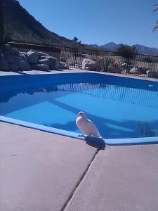 ein Vogel, der am Pool sitzt in der Unterkunft Starlight Boutique Hotel Pioneertown in Pioneertown + 30 Fotos