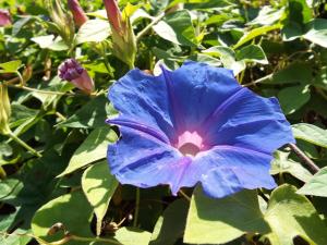 A garden outside Finca Floretta